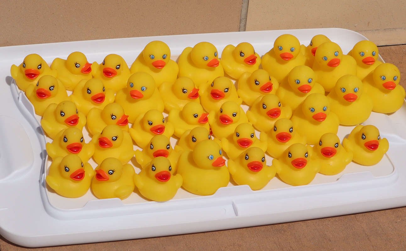 Rubber duck race Heat winners lined up waiting for championship race