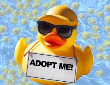 Image of rubber duck with a sign that reads Adopt me